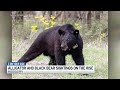 Alligator and Black Bear Sightings on the Rise Across Mississippi