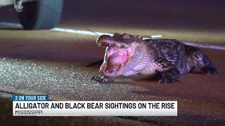Alligator and Black Bear Sightings on the Rise Across Mississippi