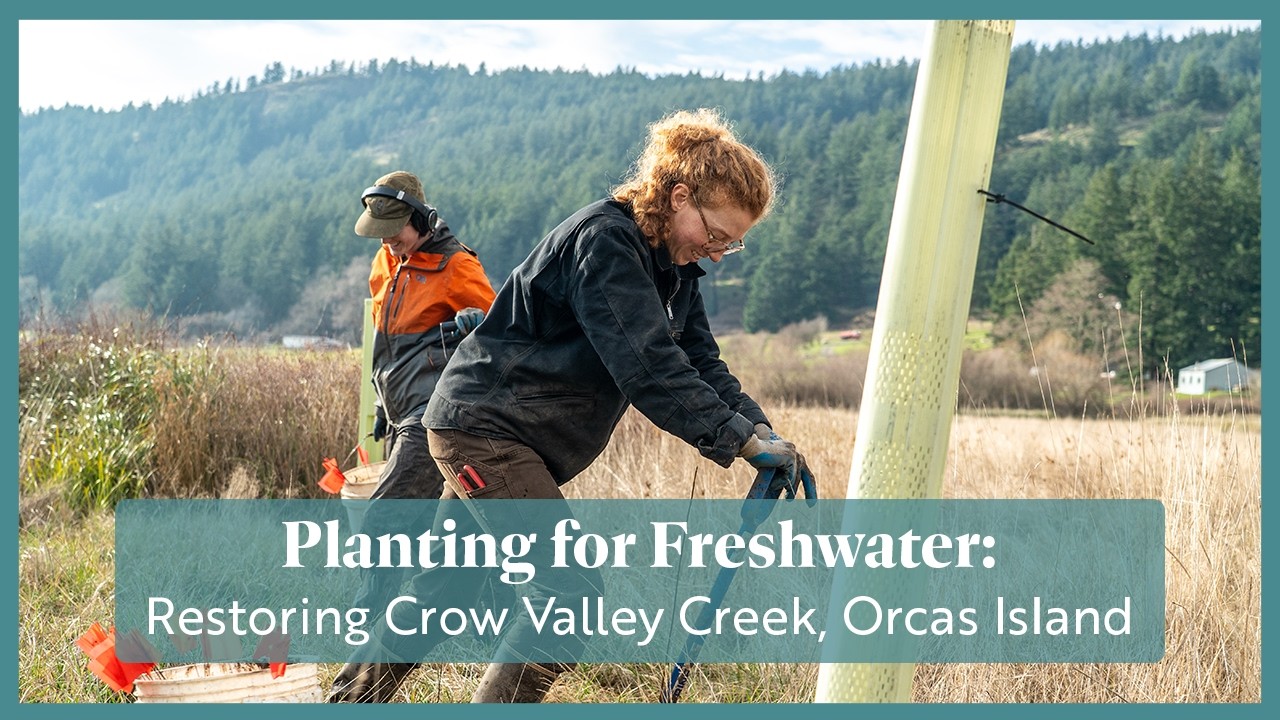 Planting for Freshwater: Continued Restoration at Crow Valley Creek, Orcas Island