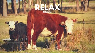 Релакс музыка для снятия стресса ▪️ Kevin MacLeod - White (No Stress Relaxing Music)