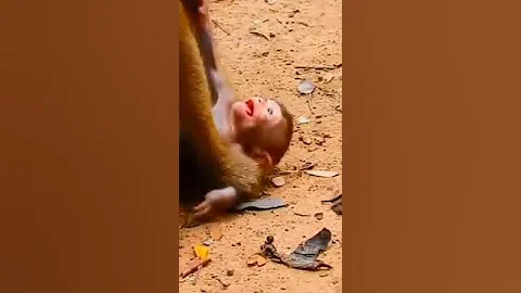 Обезьяна УБИВАЕТ детёныша