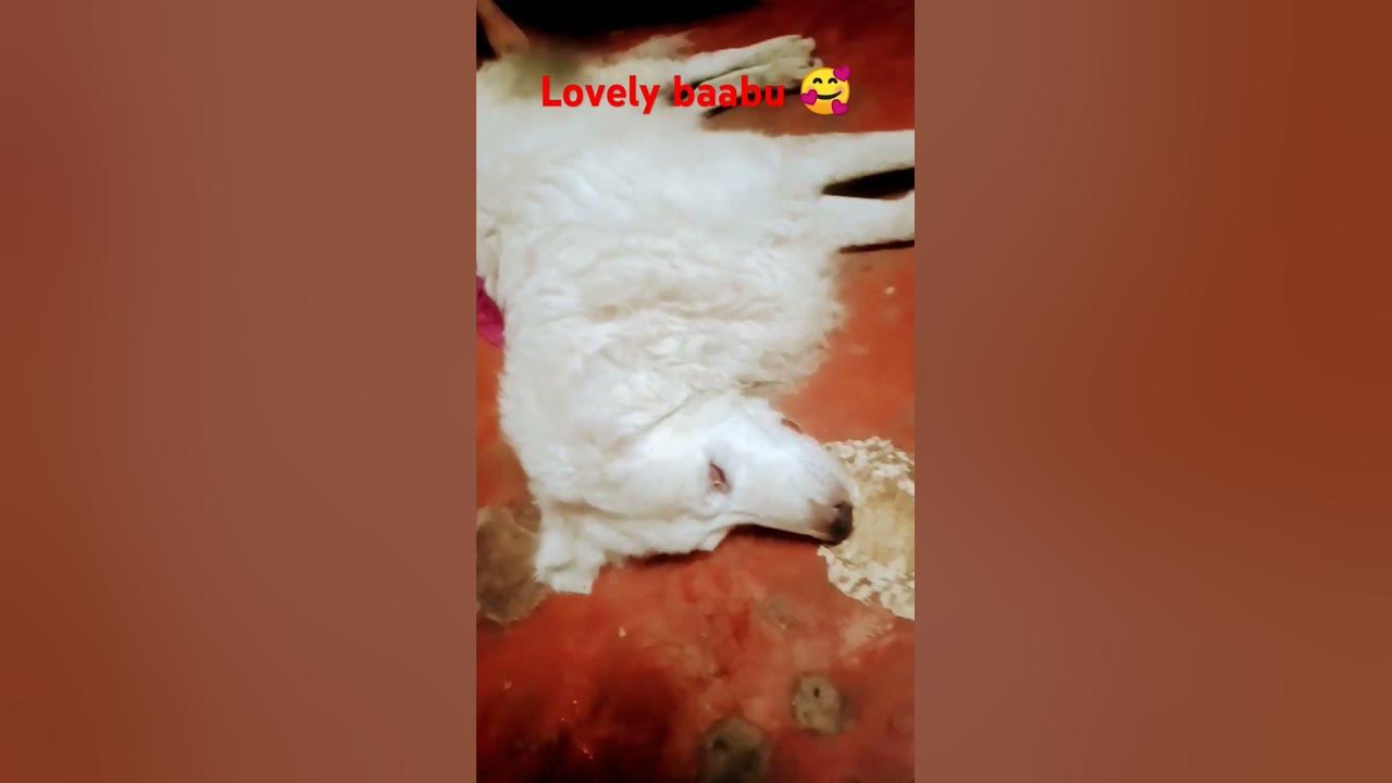 mere-doggy-ka-ilaj-karana-hai-pls-help-youtube