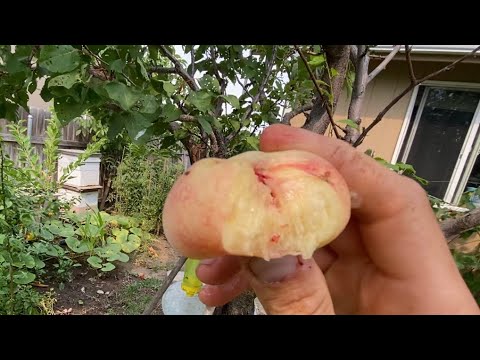 Saturn Donut Peach