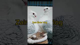 Pigeon feed to chicks trending cute viral shortvideo like subscribe share song fyp nice