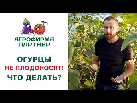 ОГУРЦЫ НЕ ПЛОДОНОСЯТ!