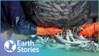 Can We Fix Our Overfishing Problem? | Ice Race | Earth Stories