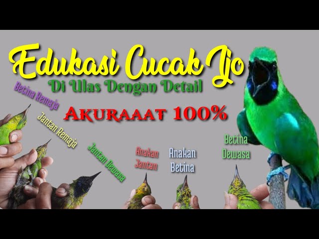 Cucak IJO🔴 Cara Memilih Bahan Cucak Ijo Pejantan&Betina Secara Detail Akuraaat!! 100% Langsung Faham class=