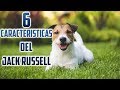 Jack Russell Terrier Características – Top 6 Características del perro Jack Russell