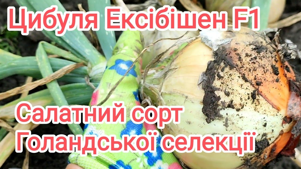 Цибуля Ексібішен виросла, вибираємо. Від посіву розсади до збору врожаю в одному відео.