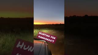 Hunting Kangaroos in OUTBACK Australia Toyota 4Runner 4x4 toyota hunting 4wd offroad kangaroo