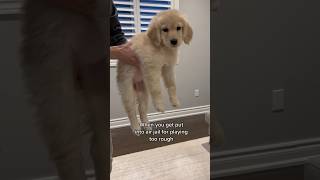 Puppy gets timeout in air jail! #puppy #goldenretriever #dog #puppies #dogs #puppyvideos