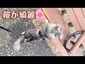 桜舞い散る春のお散歩