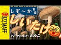 しぞ～かは原木しいたけ発祥の地！　江戸時代から栽培している「しいたけ」の魅力とレシピをを紹介します。　しぞ～か食堂#14