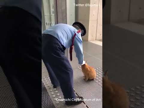 Vidéo: Deux Chats Tentent D'entrer Dans Ce Musée Japonais Depuis Des Années