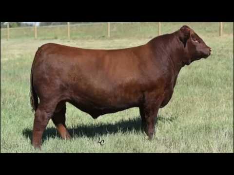 ●BIG BULL 0200AR20714 RED LAZY MC BENELLI 102B - YouTube