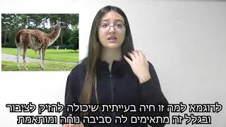 טור דעה - זכויות בעלי חיים