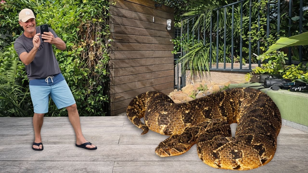 Смертельно опасная змея во дворе