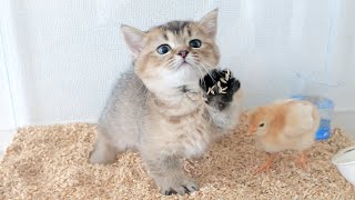 Kitten Kiki stuck in chick tank