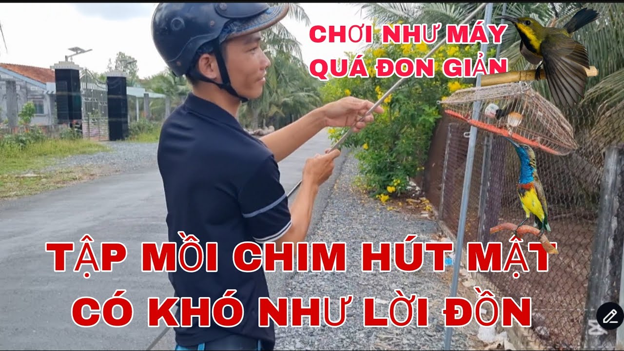 TẬP MỒI CHIM HÚT MẬT 5MAU CÓ KHÓ KHÔNG ANH EM XEM MINH TẬP CON BỔI NGÀY ĐẦU TIÊN NHÉ @Cần Miền Tây