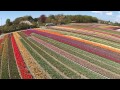 Tulip Field Holland Bolroy Markt flowering in Heiloo