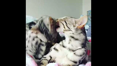 Video 1035451: savannah kittens born