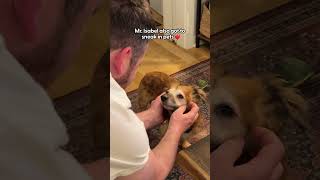 Foster Dog Was So Shut-Down — Then The Milestones Started Coming | The Dodo