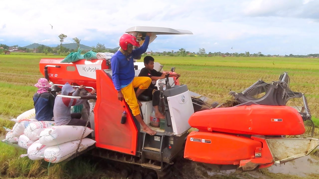 ANAK KECIL BELAJAR JADI OPERATOR KOMBI SAWAH KUBOTA DCX100