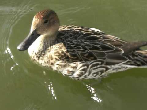 不忍池の鴨 その2 - YouTube