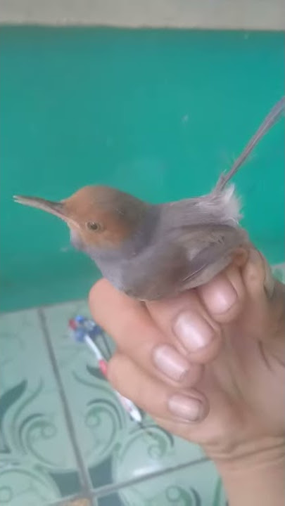 Prenjak tamu bunyi di tangan