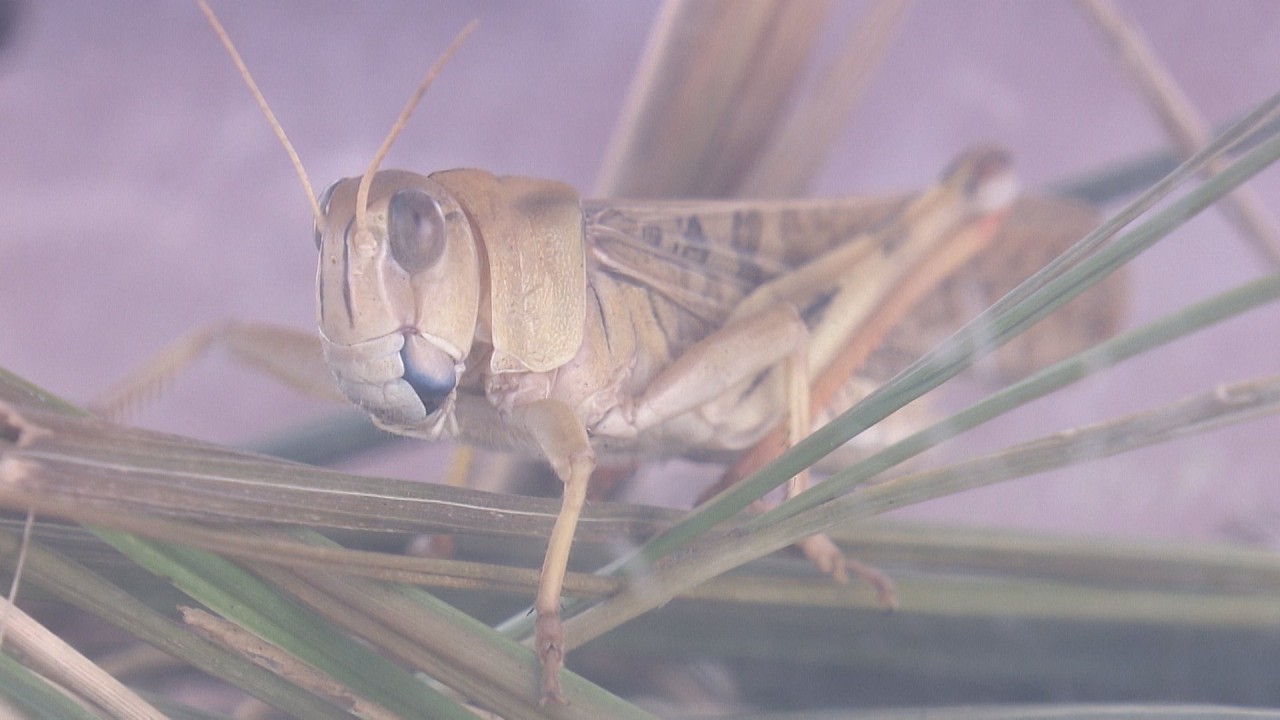 I found a rare-colored grasshopper