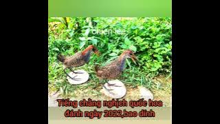 Tặng anh em tiếng chằng nghịch quốc hoa đánh ngày,rút bổi cực nhanh