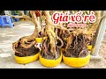 Chị Vân 0857703620 phôi mai bonsai đế đẹp giá xổ thanh lý 25/5|MaivàngThanhTâm