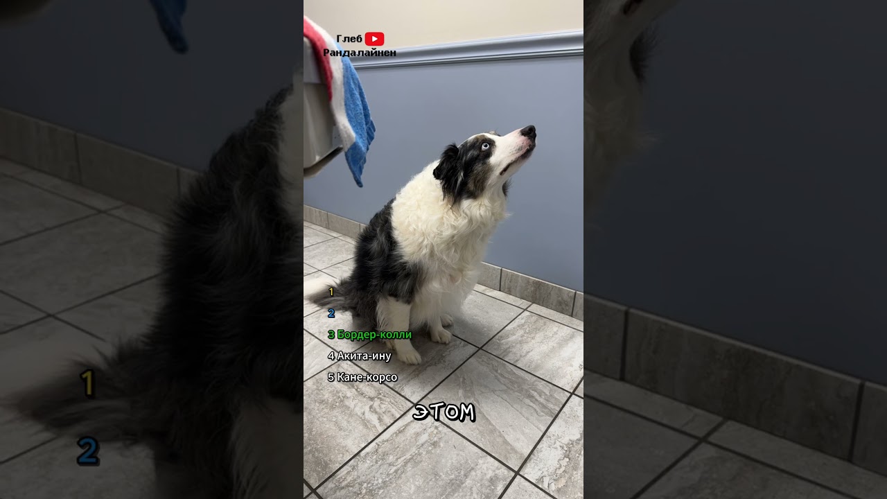 Топ 5 худших пород собак 😲 (для новичков)