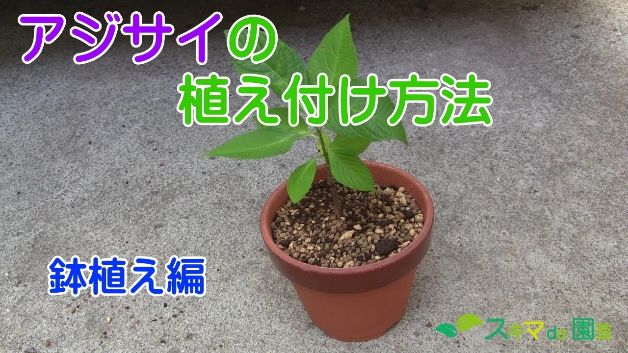 花木 アジサイの植え付け方法 鉢植え編 スキマde園芸 Youtube