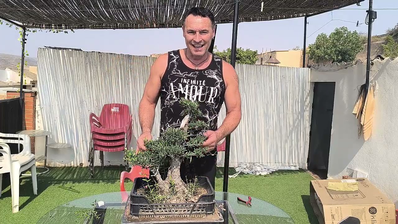 Trasplante de un yamadoris de acebuche