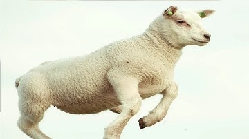 can counting sheep help you sleep