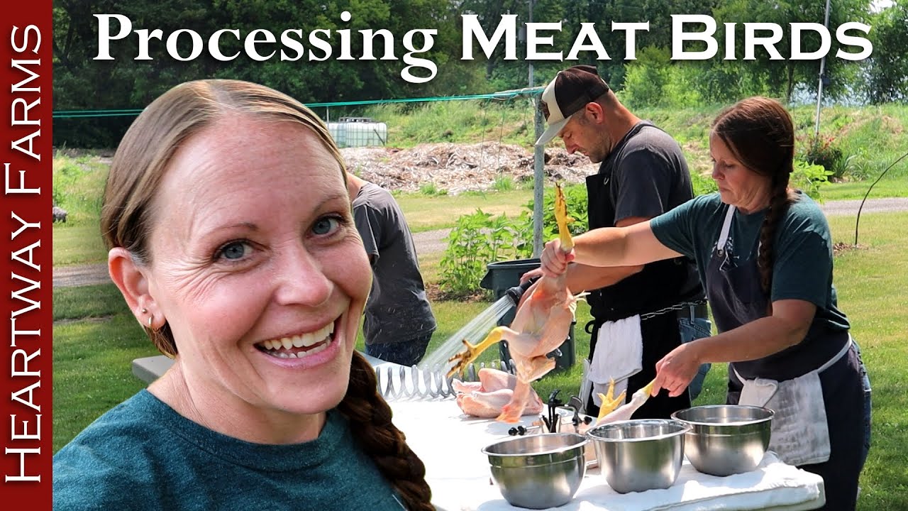 Raising over 100 meat birds for the freezer! Chicken processing and food security. YouTube