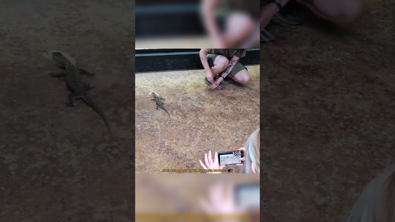This Baby Komodo Dragon Tried to STEAL Its Chicken! 🐉🐔😂