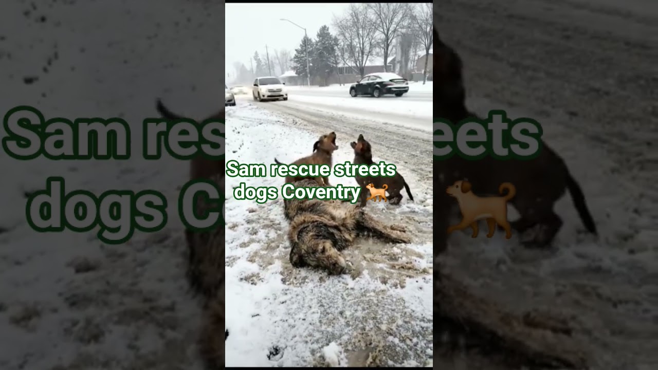 Sam rescue streets dogs Coventry 🐕 rescue streets little puppy 🐕 rescue streets little kitten 😸