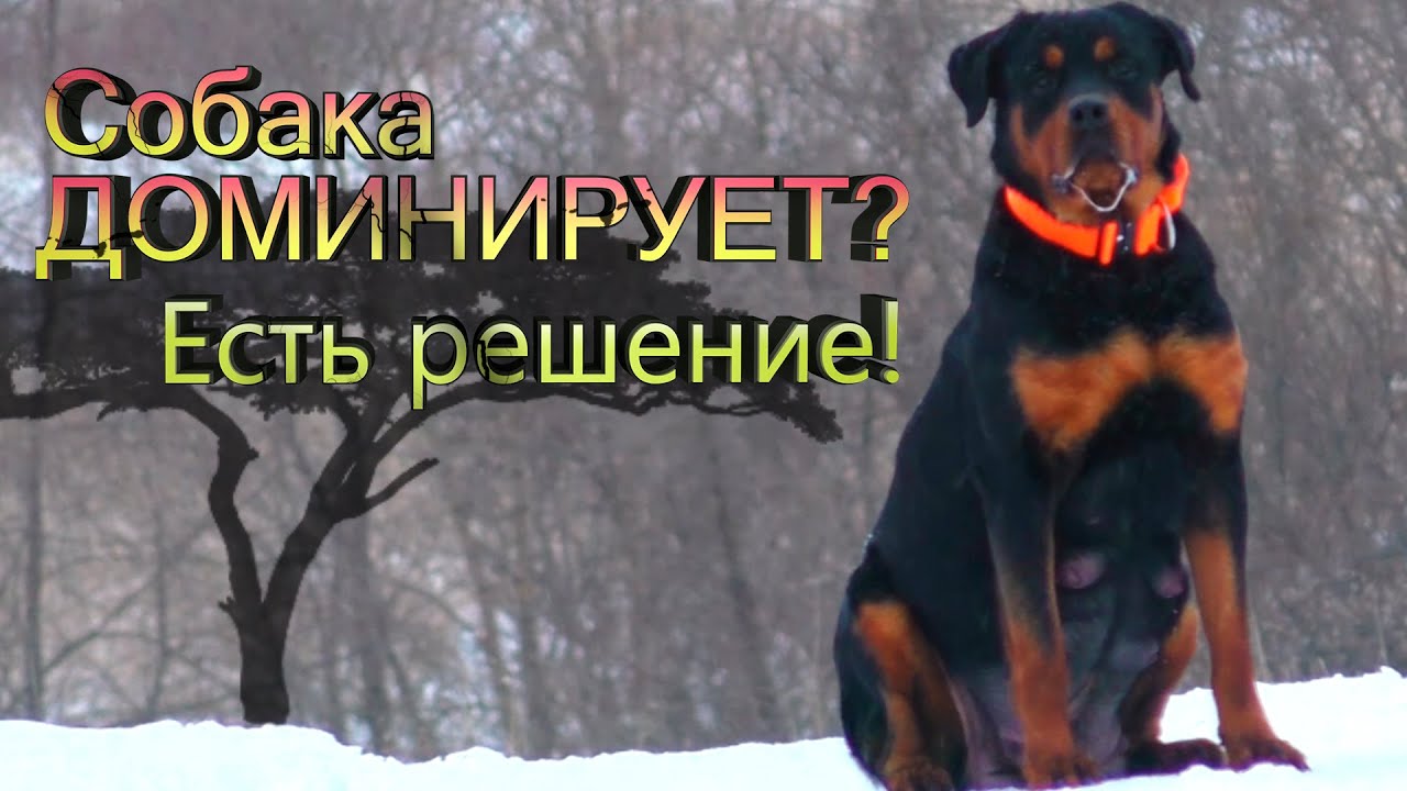 Щенок перестал слушаться на улице