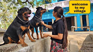 Finally Jerry came to his real home | rottweiler dog | funny dog videos | #dog #viral