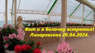 Тоже самое и белочка! Лазаревское днем 20.04.2024. 🌴ЛАЗАРЕВСКОЕ СЕГОДНЯ🌴СОЧИ.