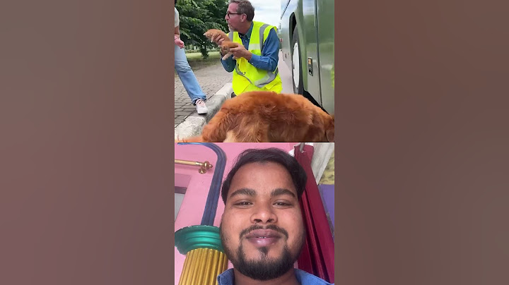 Incredible Dog Rescues Kittens from Bus - Inspiring Story #shorts