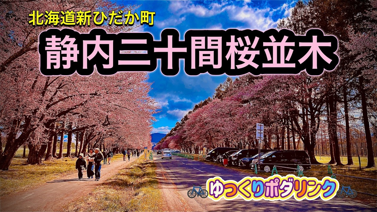 北海道遺産 静内二十間桜並木 2026 - YouTube