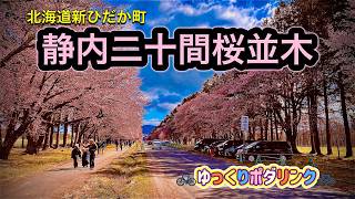 北海道遺産 静内二十間桜並木 2026 - YouTube