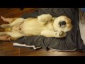 気持ちいいのだ!爺ちゃん柴犬shibainu