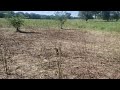 Cocklebur field destroyed by cattle mob.