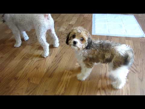 Plum Creek Cavachons week 12 - The Lone Riley