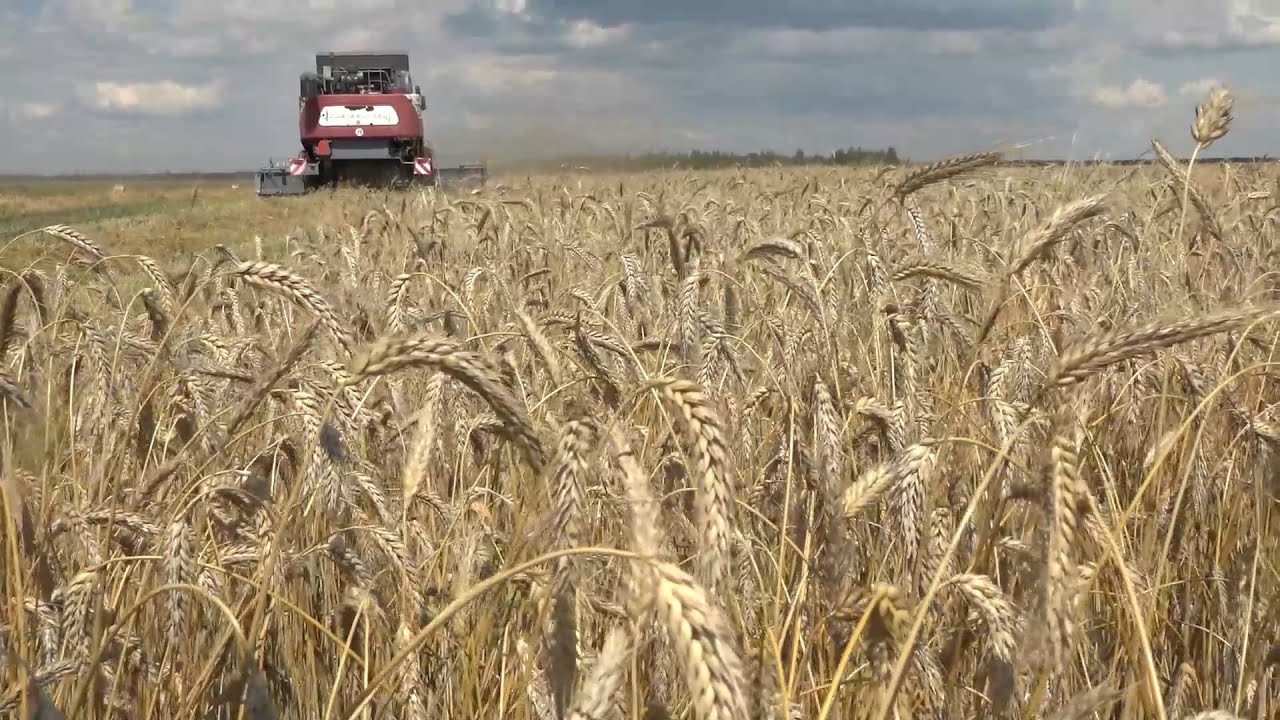 ОАО "Парохонское": будем и с хлебом, и с песнями. "Подробности" 29.07.2022 г.