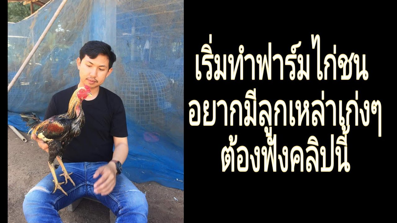 การเริ่มต้นทำฟาร์มไก่สำหรับมือใหม่ #อย่าเพิ่งทำถ้ายังไม่ดู